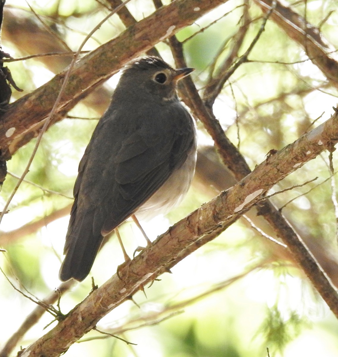 Swainson's Thrush - ML618236036