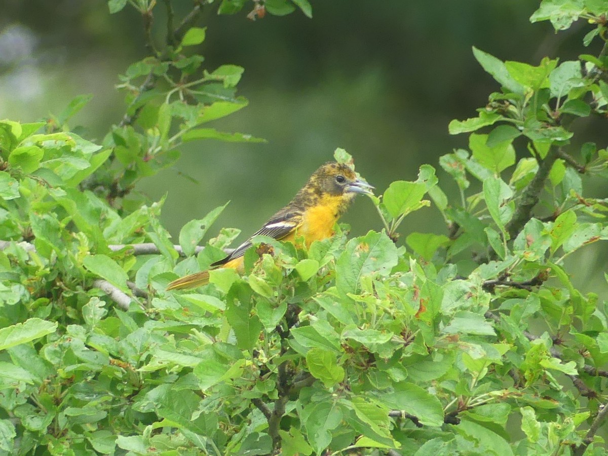 Baltimore Oriole - Sally Isacco