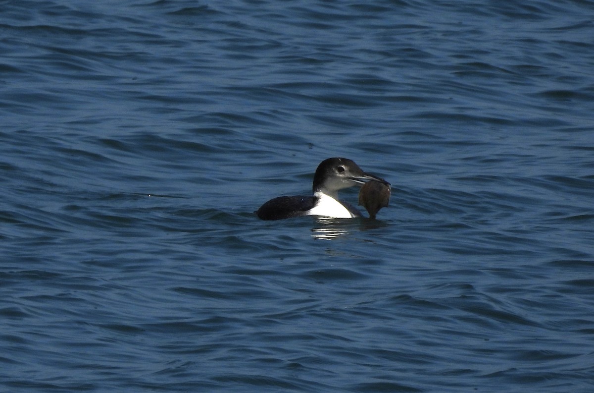 Common Loon - Sharon Wilcox