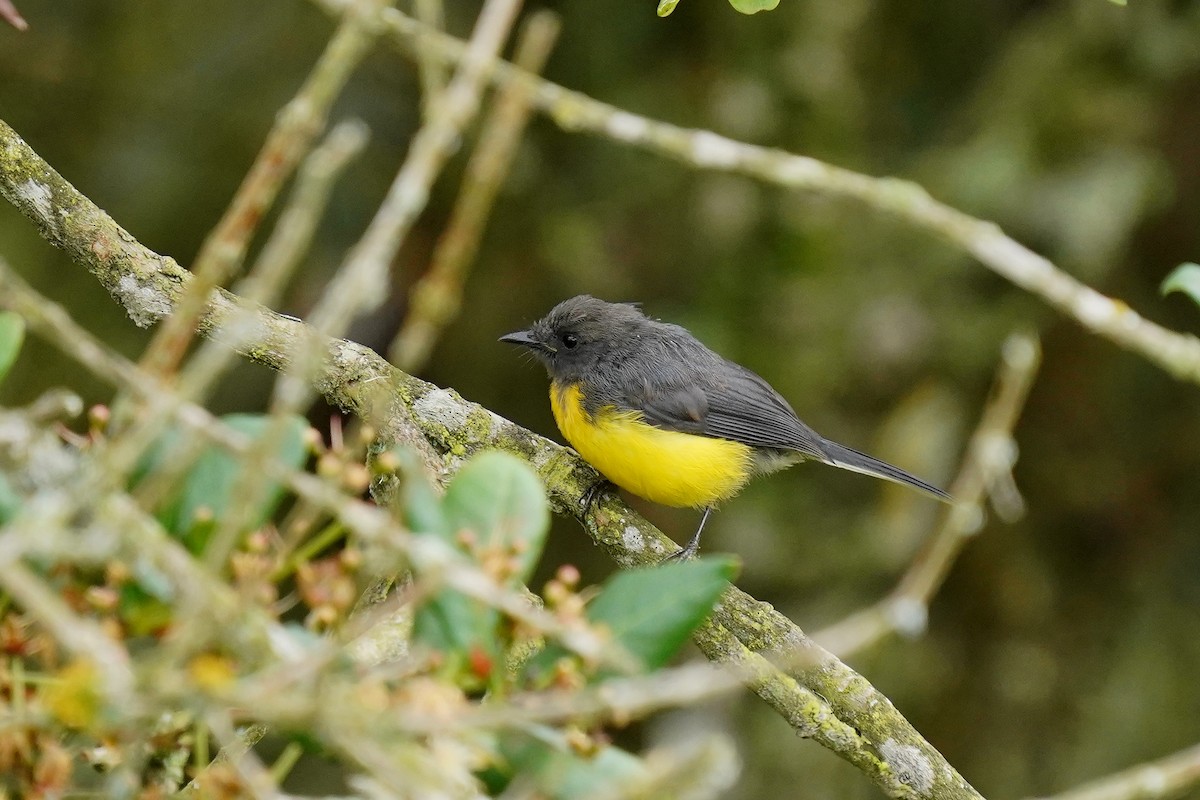 Slate-throated Redstart - Luis Carlos García Mejía