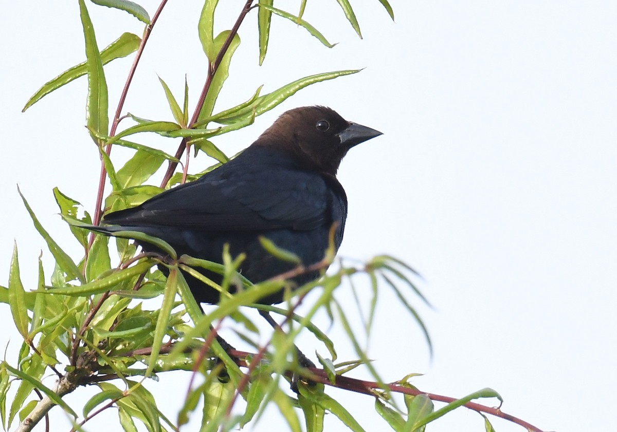 Brown-headed Cowbird - Pam Perna