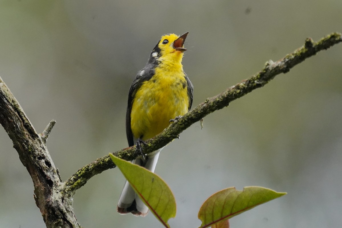 Golden-fronted Redstart - Luis Carlos García Mejía