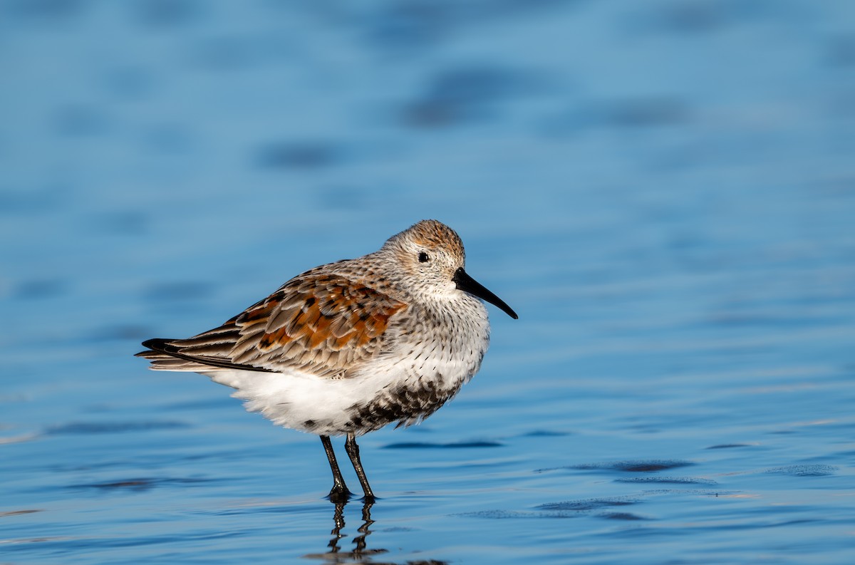 Dunlin - Herb Elliott