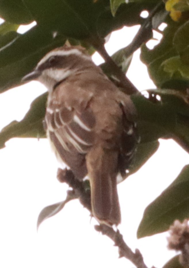 Piratic Flycatcher - Víctor Blanco Méndez