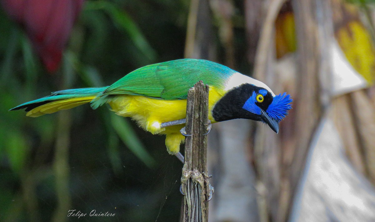 Green Jay - luis felipe quintero contreras