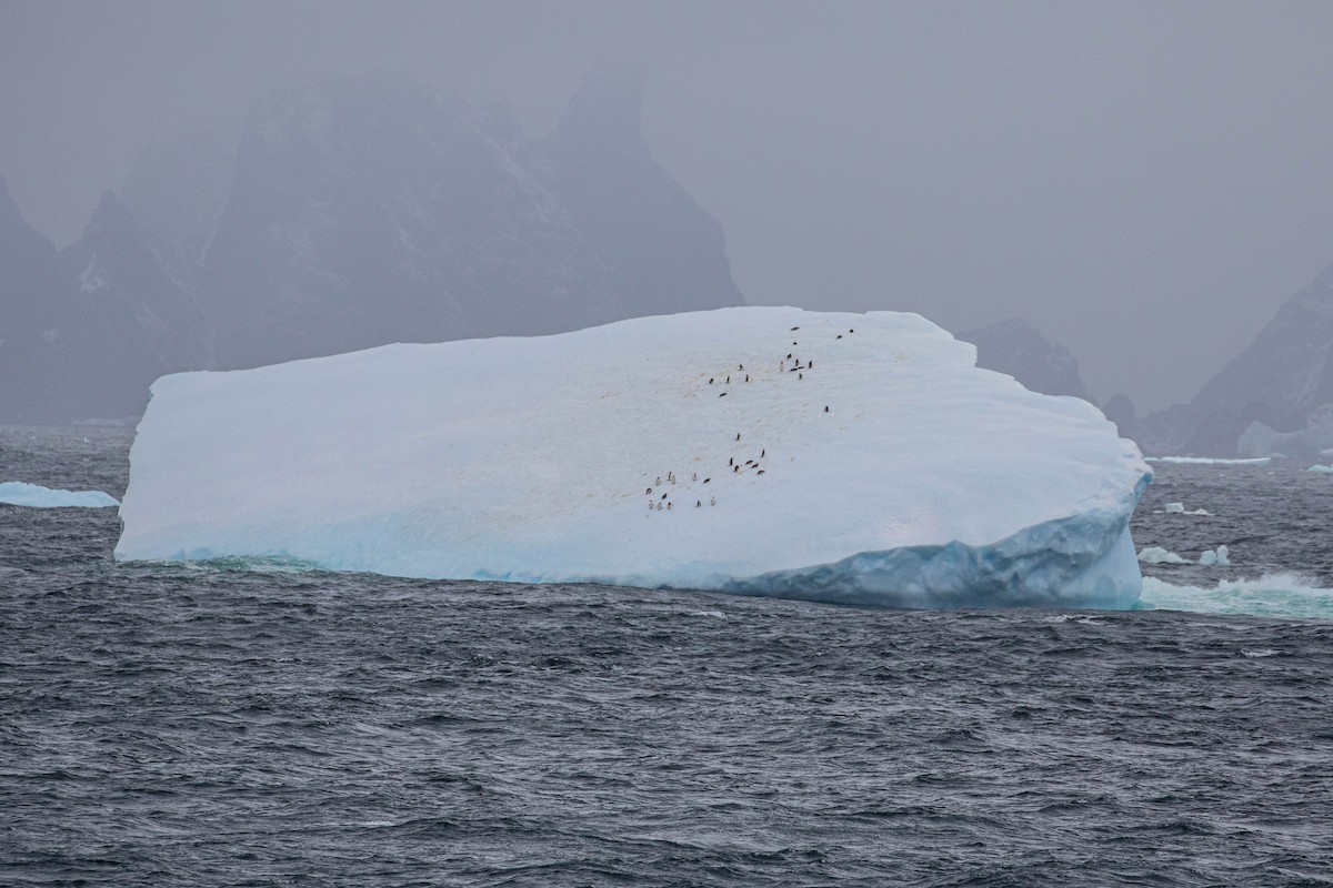 Chinstrap Penguin - Denis Corbeil