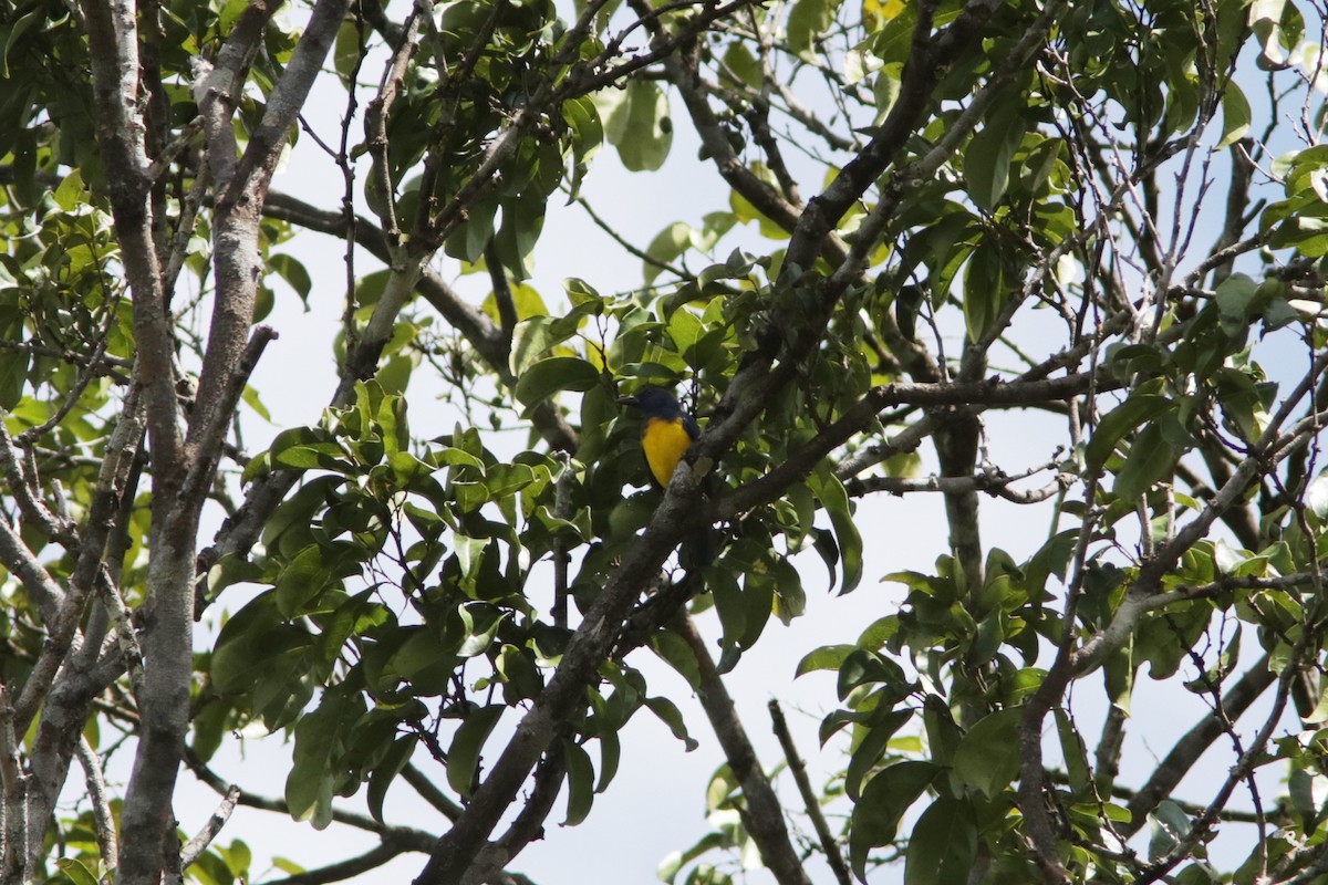 Blue-backed Tanager - Richard Dunn