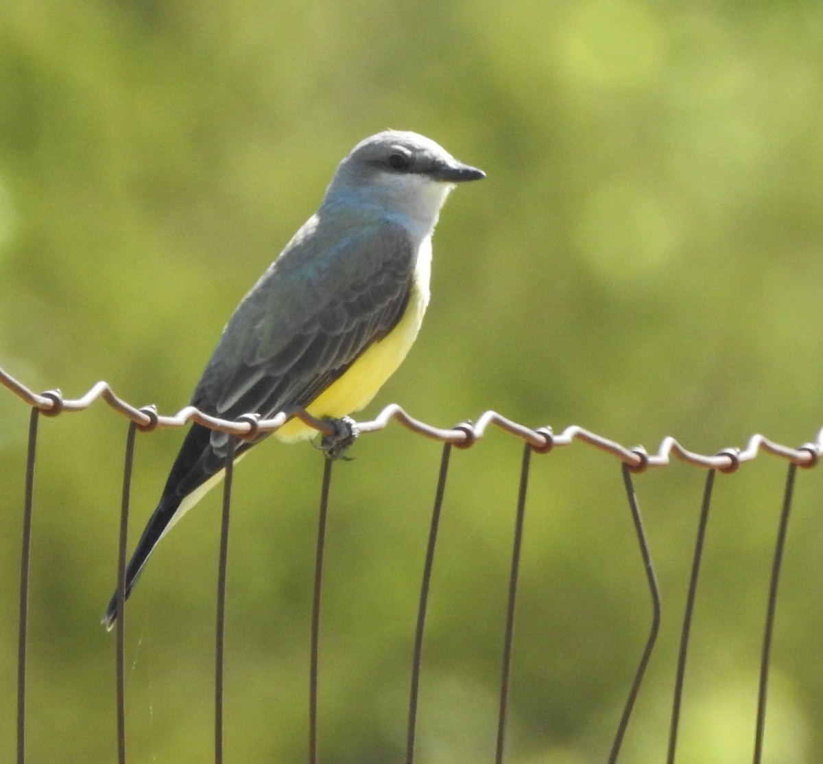 Western Kingbird - ML618236192