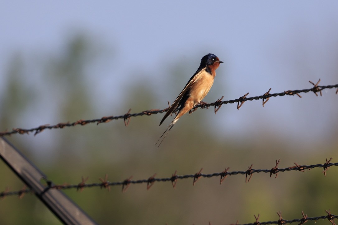 Barn Swallow - ML618236197