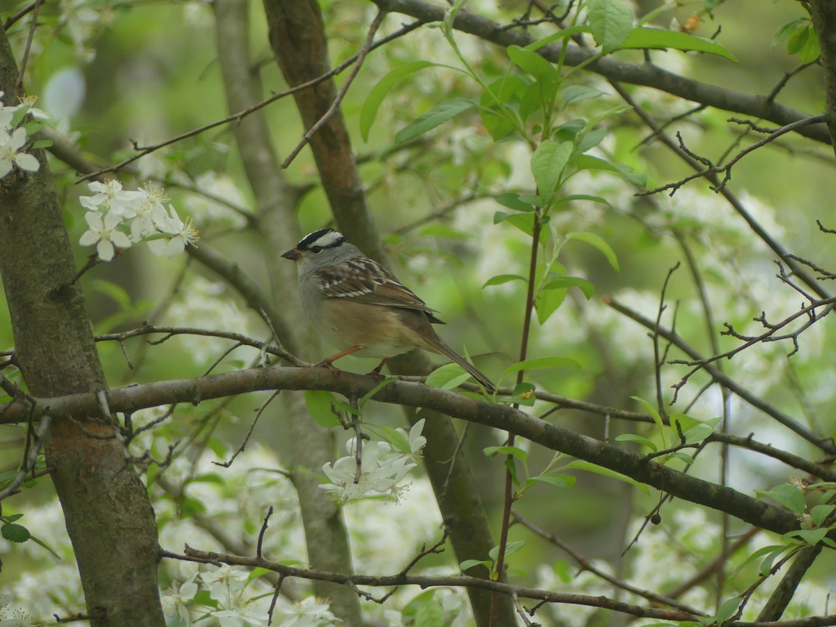 Bruant à couronne blanche - ML618236201