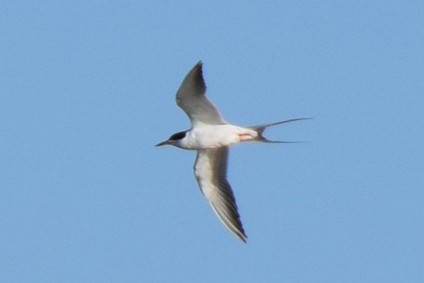 Forster's Tern - ML618236208