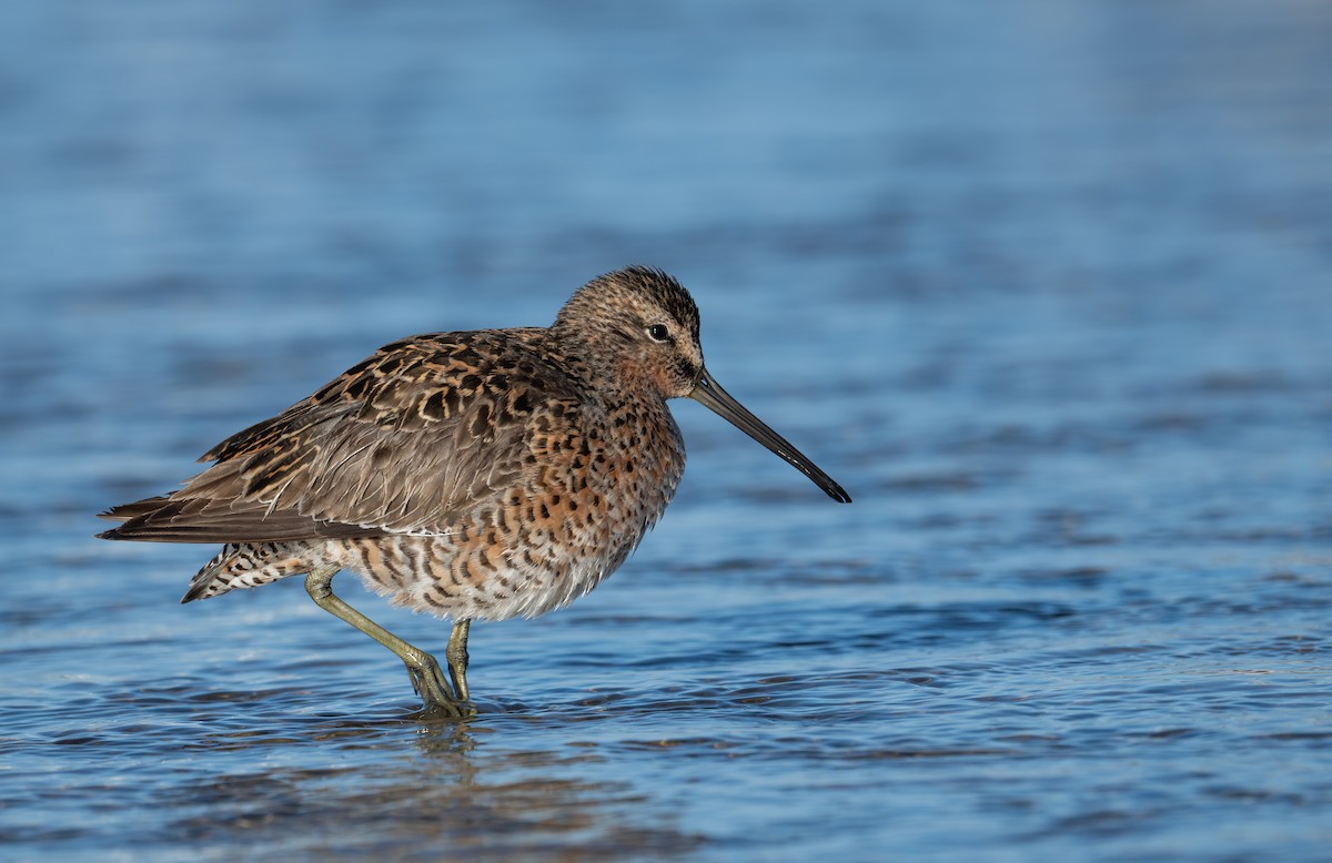 Short-billed Dowitcher - ML618236214