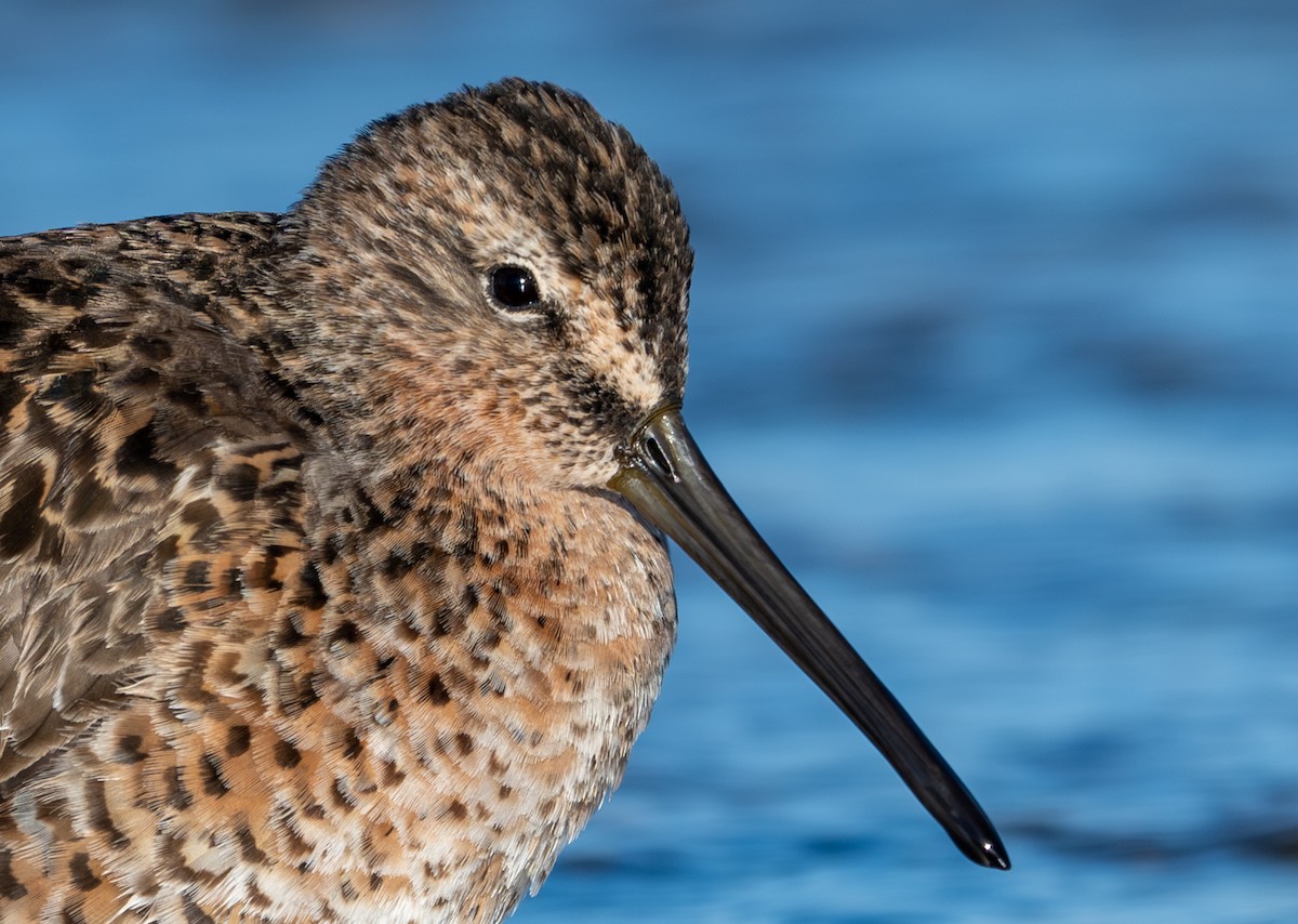 Short-billed Dowitcher - ML618236215