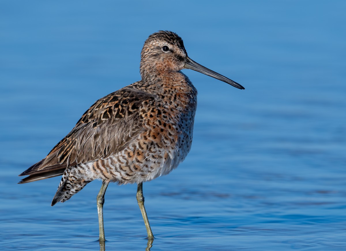 Short-billed Dowitcher - Herb Elliott