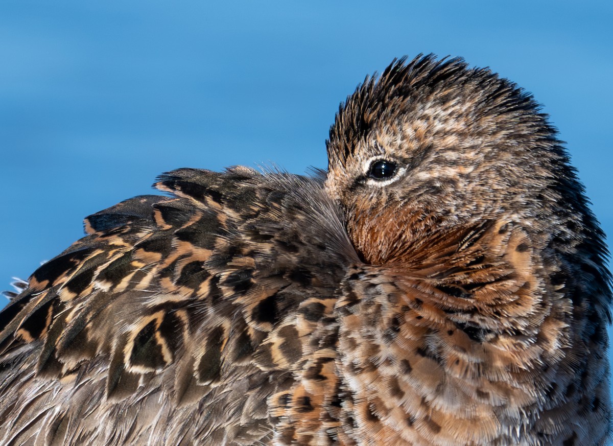 Short-billed Dowitcher - ML618236217