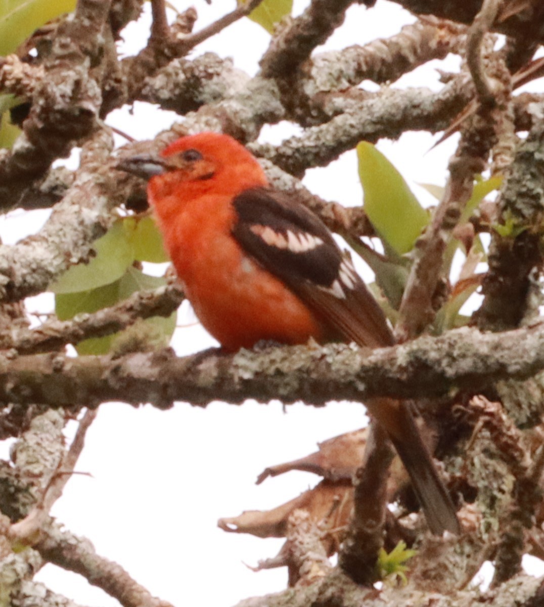 Flame-colored Tanager - Víctor Blanco Méndez