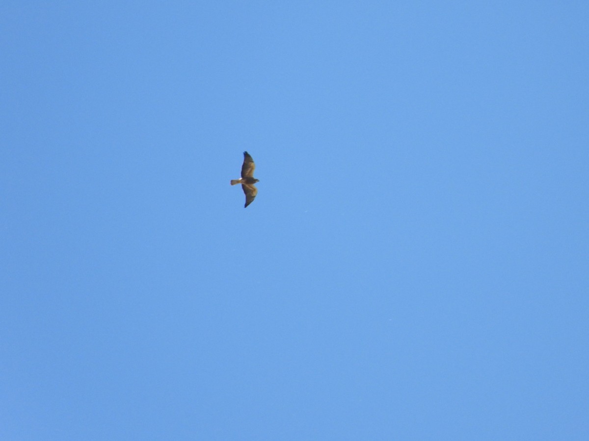 Swainson's Hawk - Adrianh Martinez-Orozco