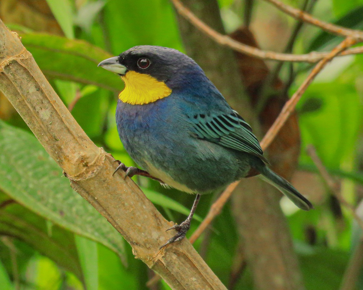 Purplish-mantled Tanager - luis felipe quintero contreras