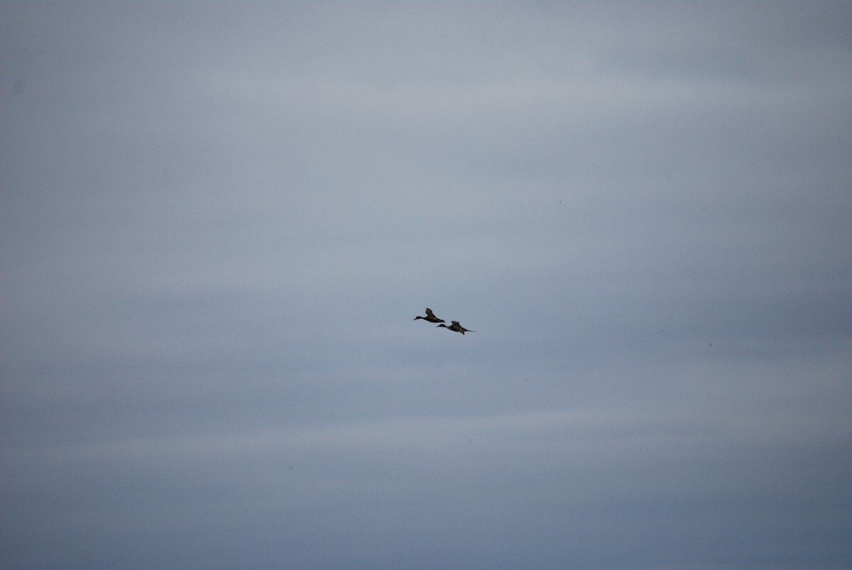 Northern Pintail - Émile Tousignant