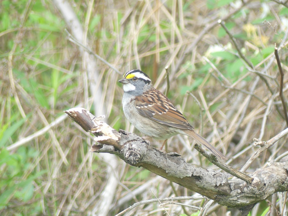 Bruant à gorge blanche - ML618236274