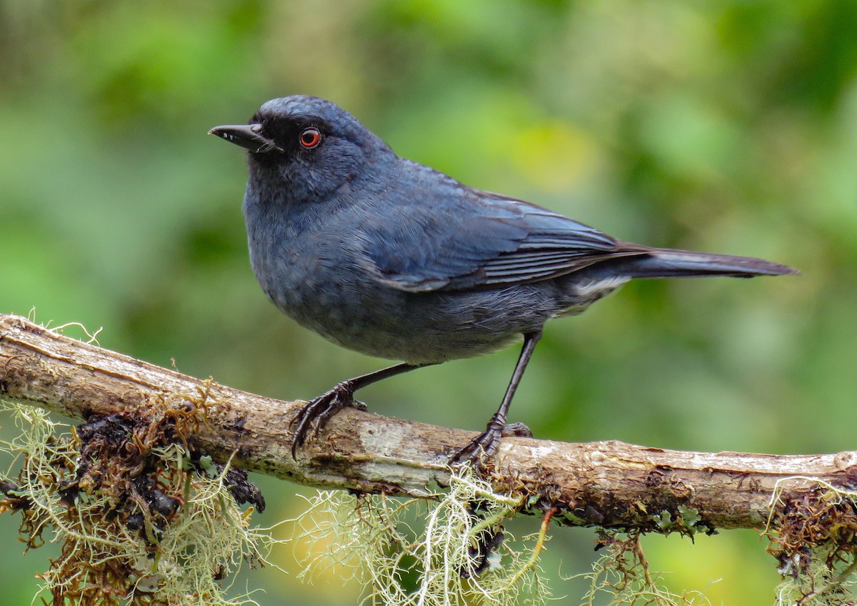 Bluish Flowerpiercer - luis felipe quintero contreras