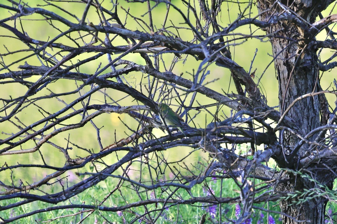 Painted Bunting - sandy berger