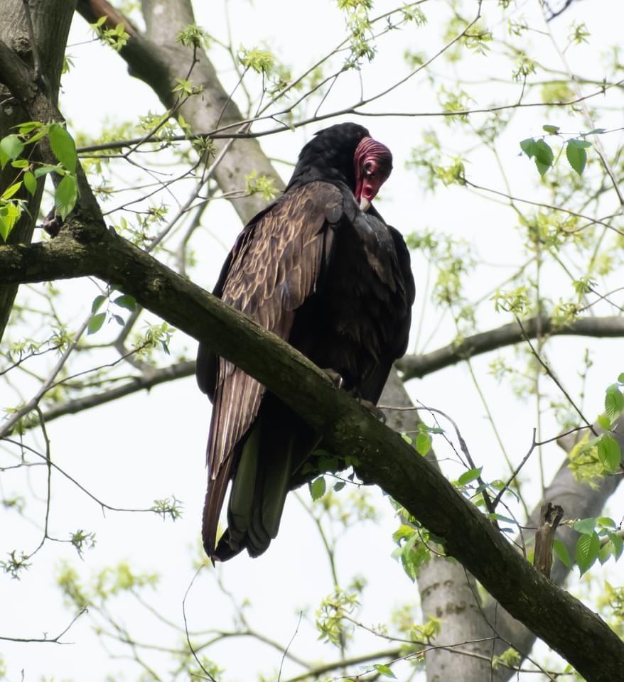 Turkey Vulture - ML618236288