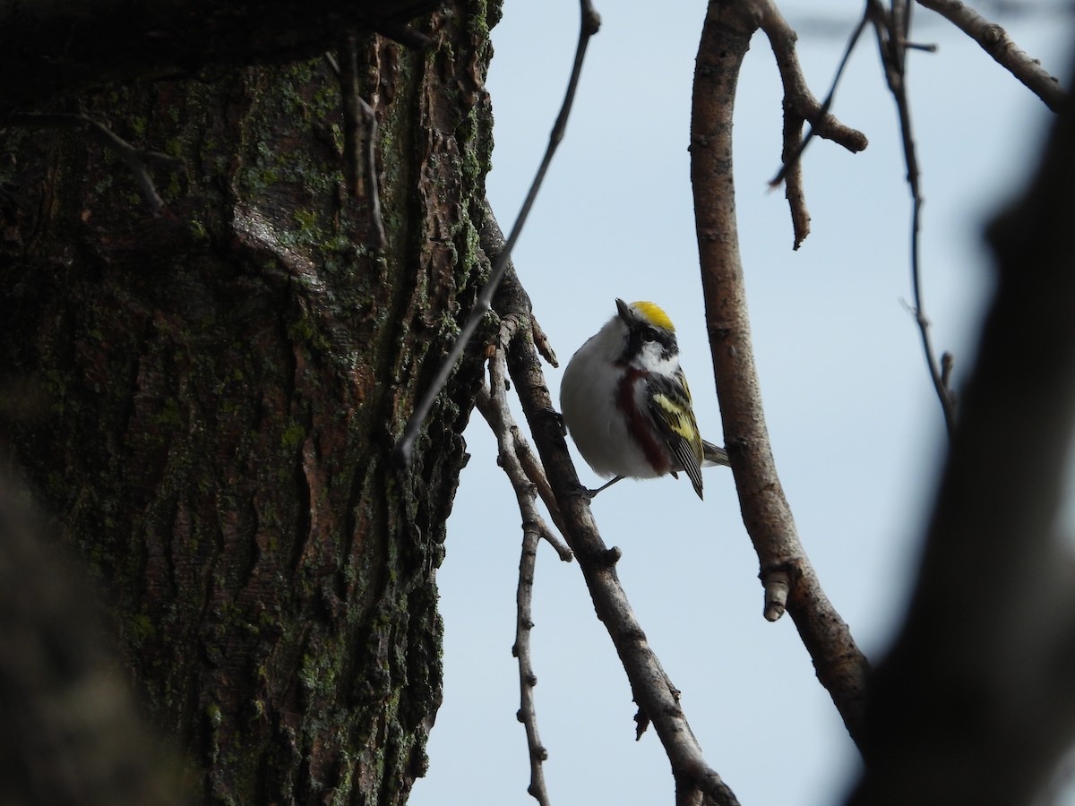 Chestnut-sided Warbler - Eric Lamond