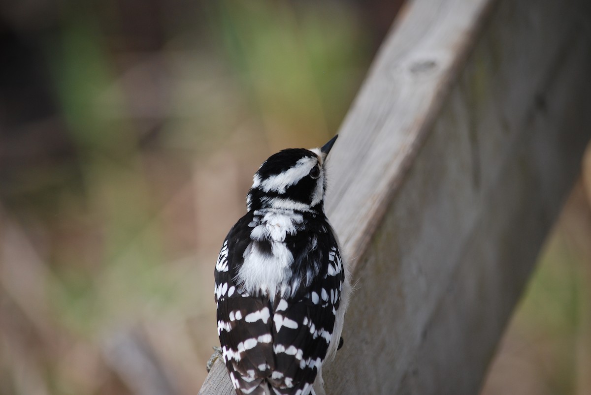 Downy Woodpecker - ML618236299