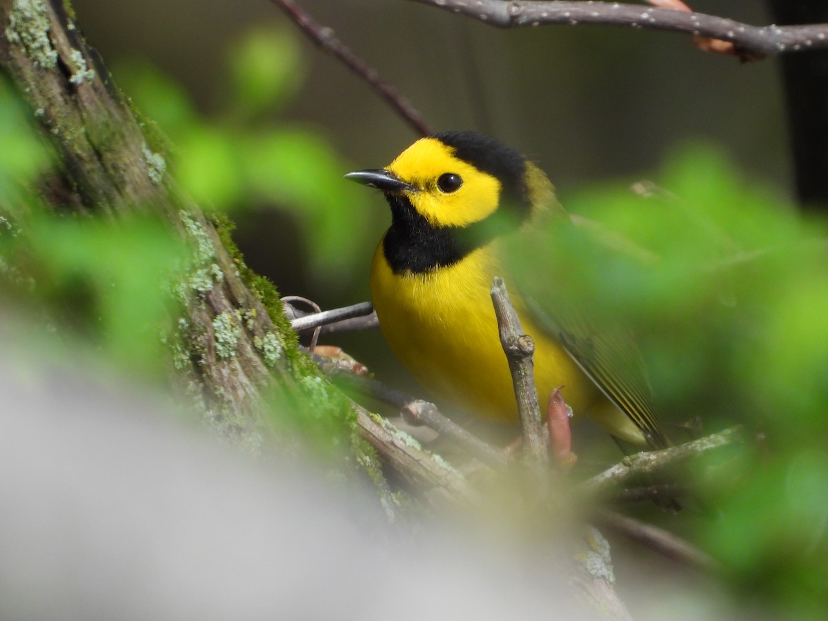 Hooded Warbler - Eric Lamond