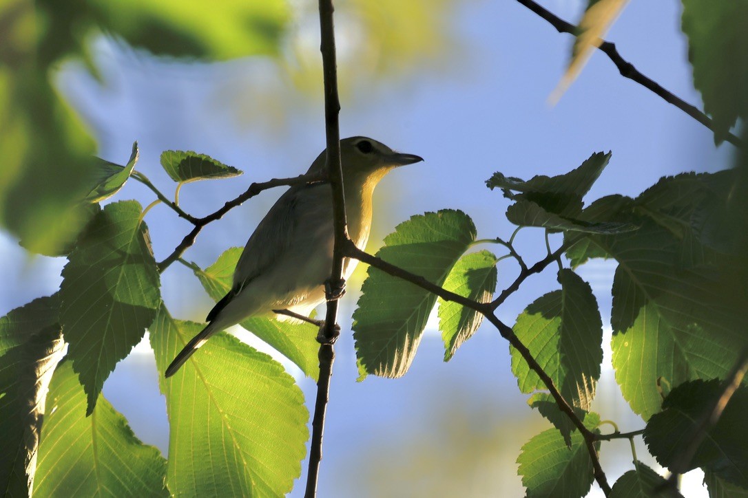 Yellow-throated Vireo - sandy berger