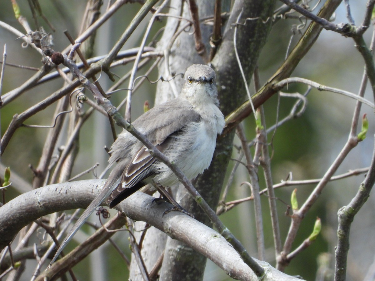 Northern Mockingbird - Eric Lamond