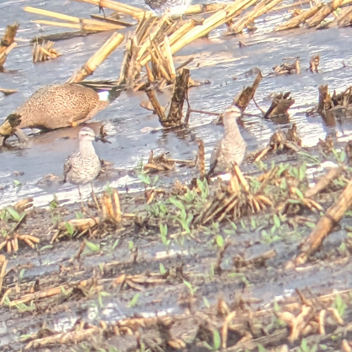 Stilt Sandpiper - Dana Siefer