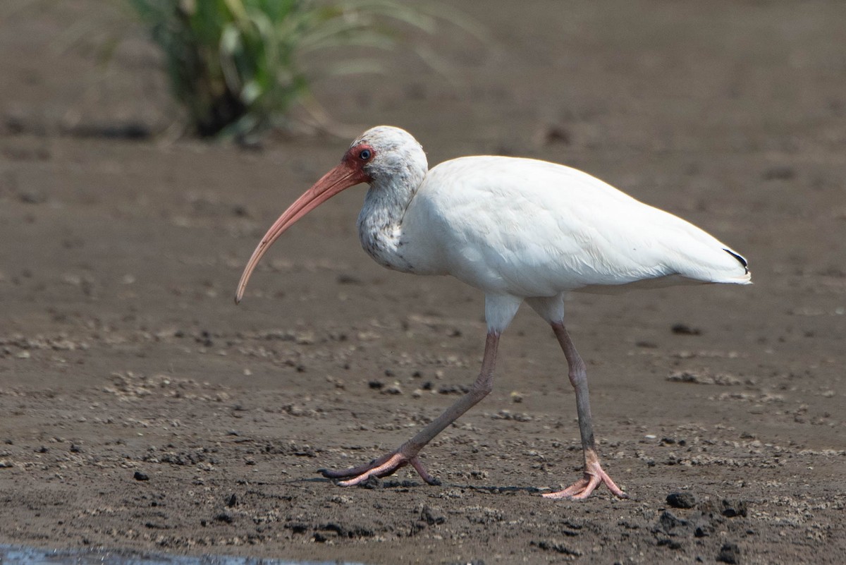 White Ibis - Andrea Heine