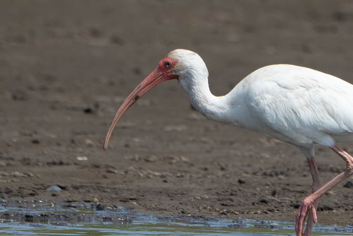 White Ibis - Andrea Heine