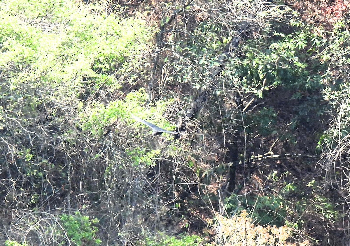 Black Vulture - María Eugenia Paredes Sánchez