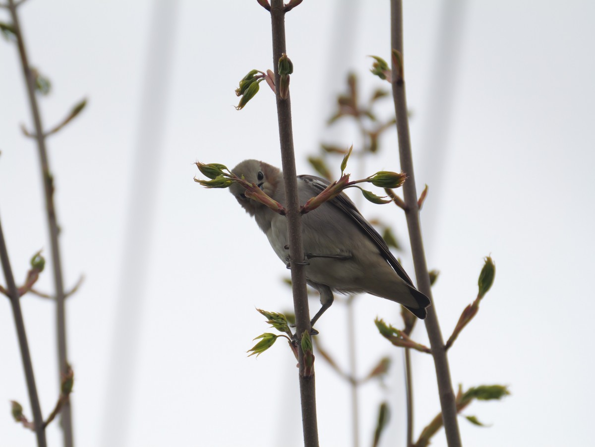 Chestnut-cheeked Starling - としふみ しみず