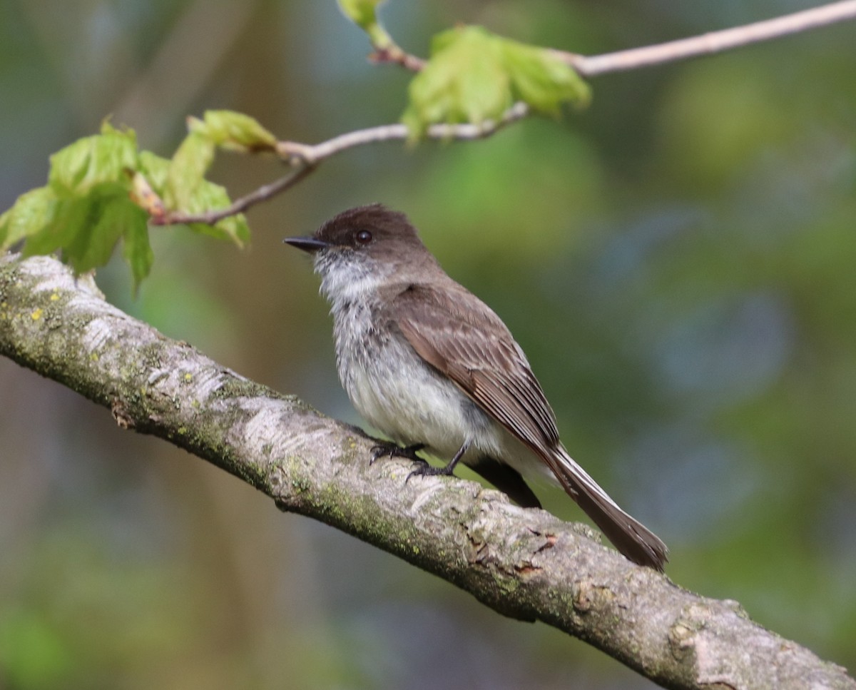 Eastern Phoebe - Mike Mencotti