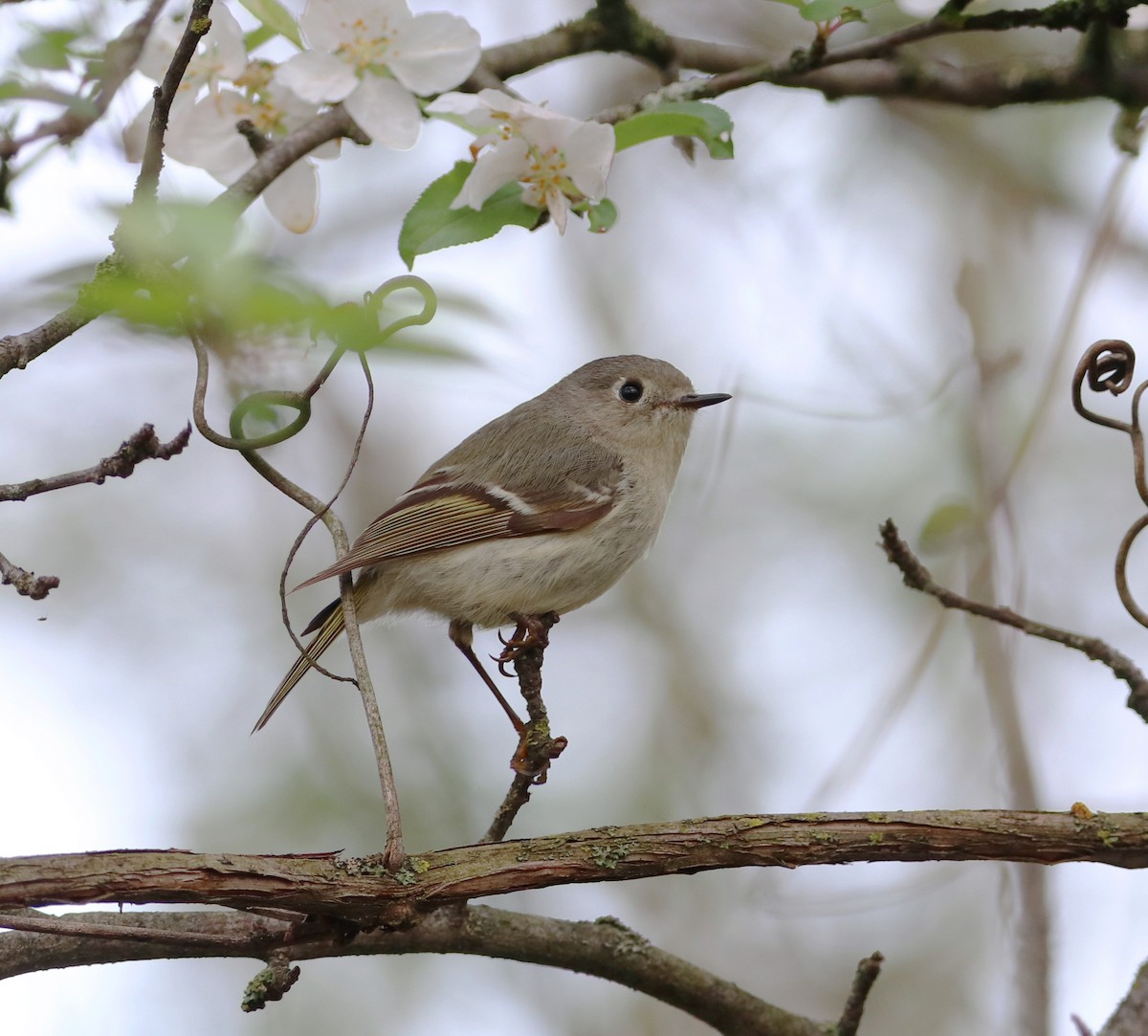 Ruby-crowned Kinglet - Mike Mencotti