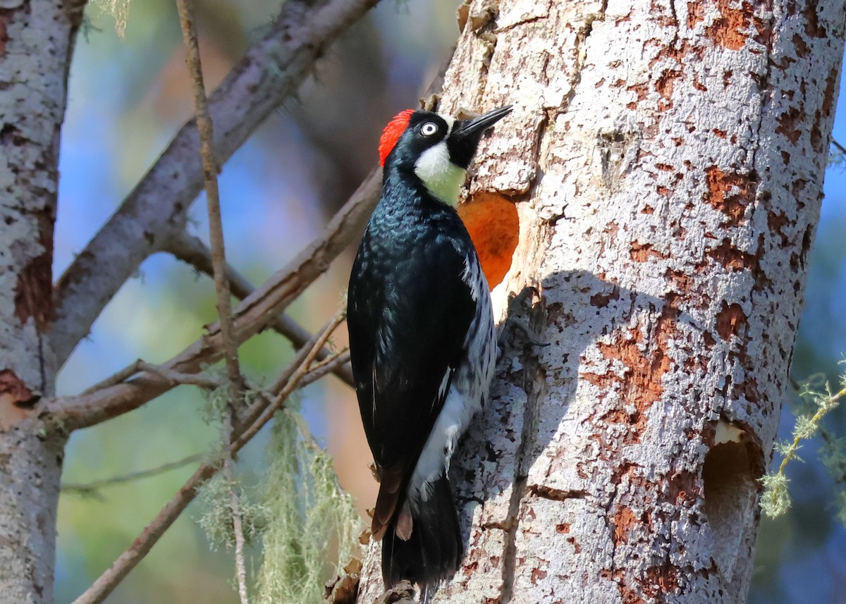 Acorn Woodpecker - Jay Carroll