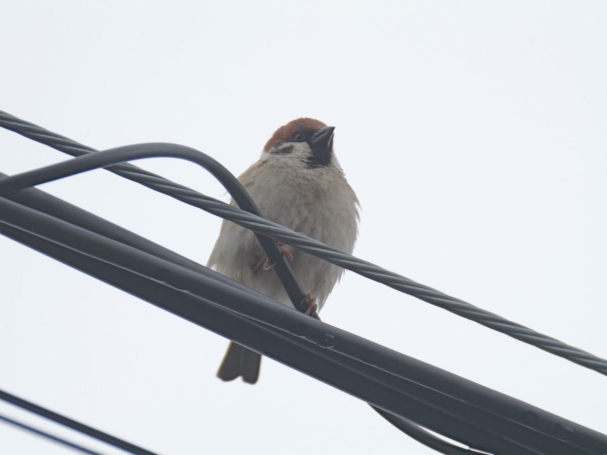 Eurasian Tree Sparrow - としふみ しみず