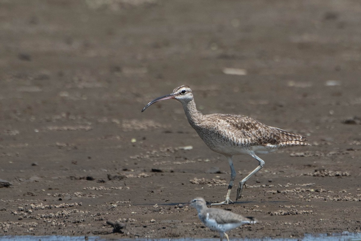 Whimbrel - Andrea Heine