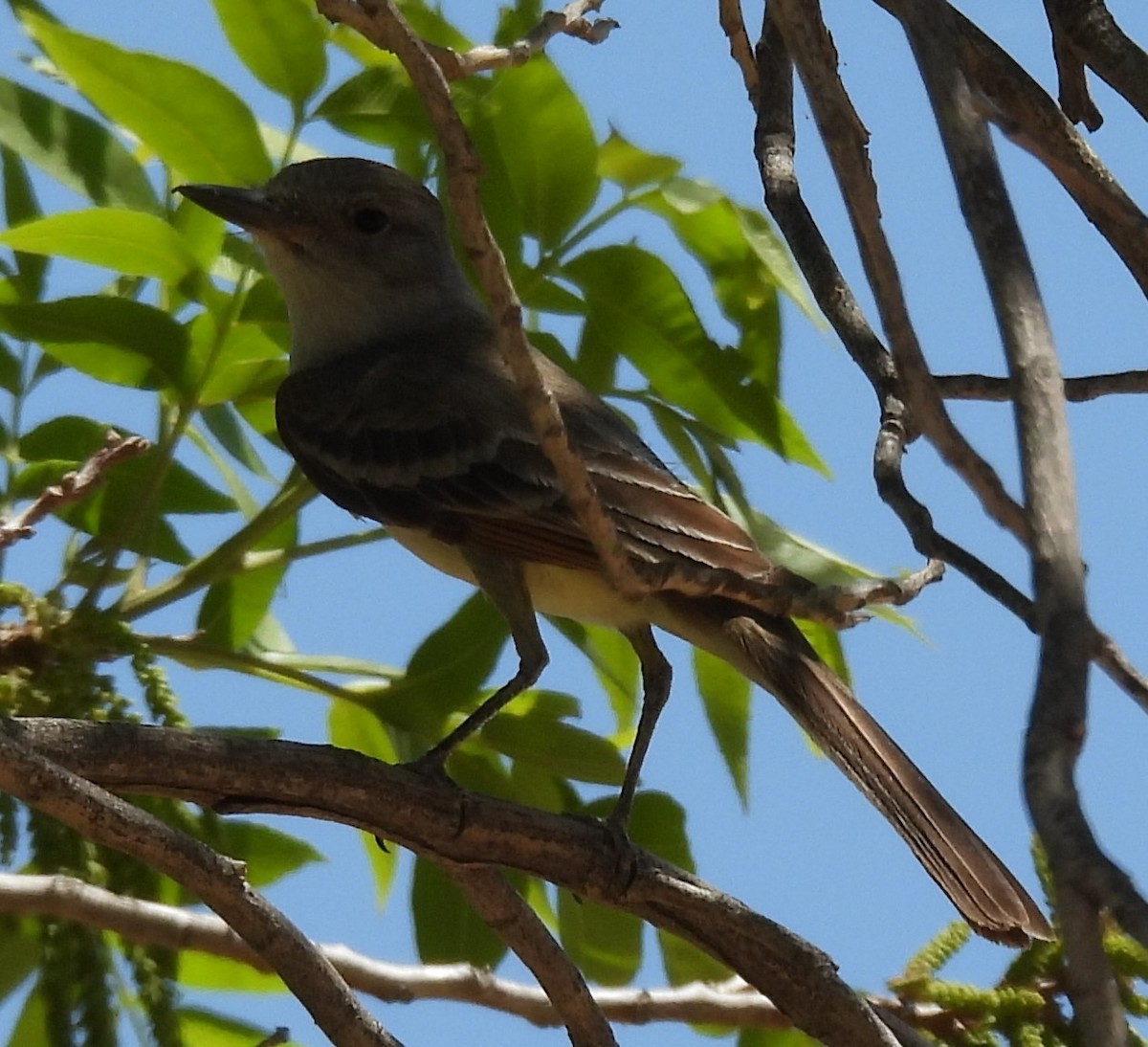 Ash-throated Flycatcher - ML618236406