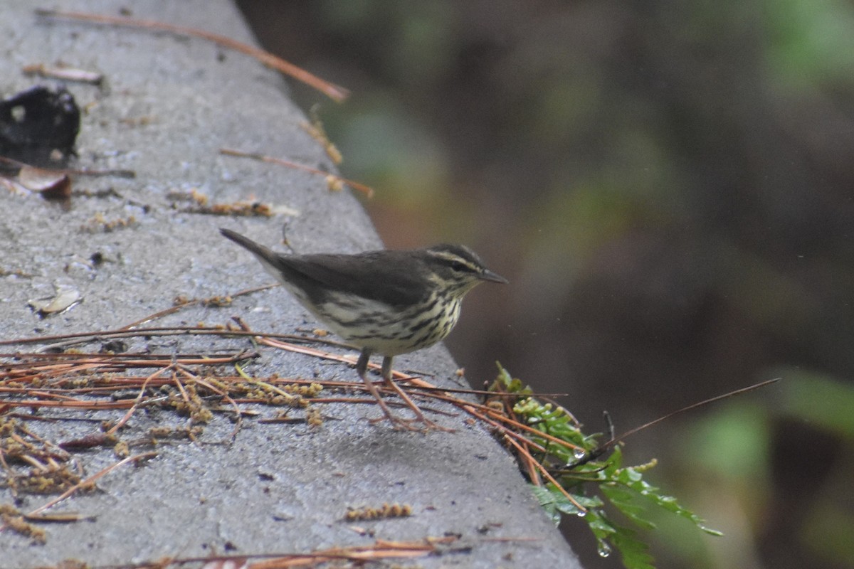 Northern Waterthrush - Douglas Hamm