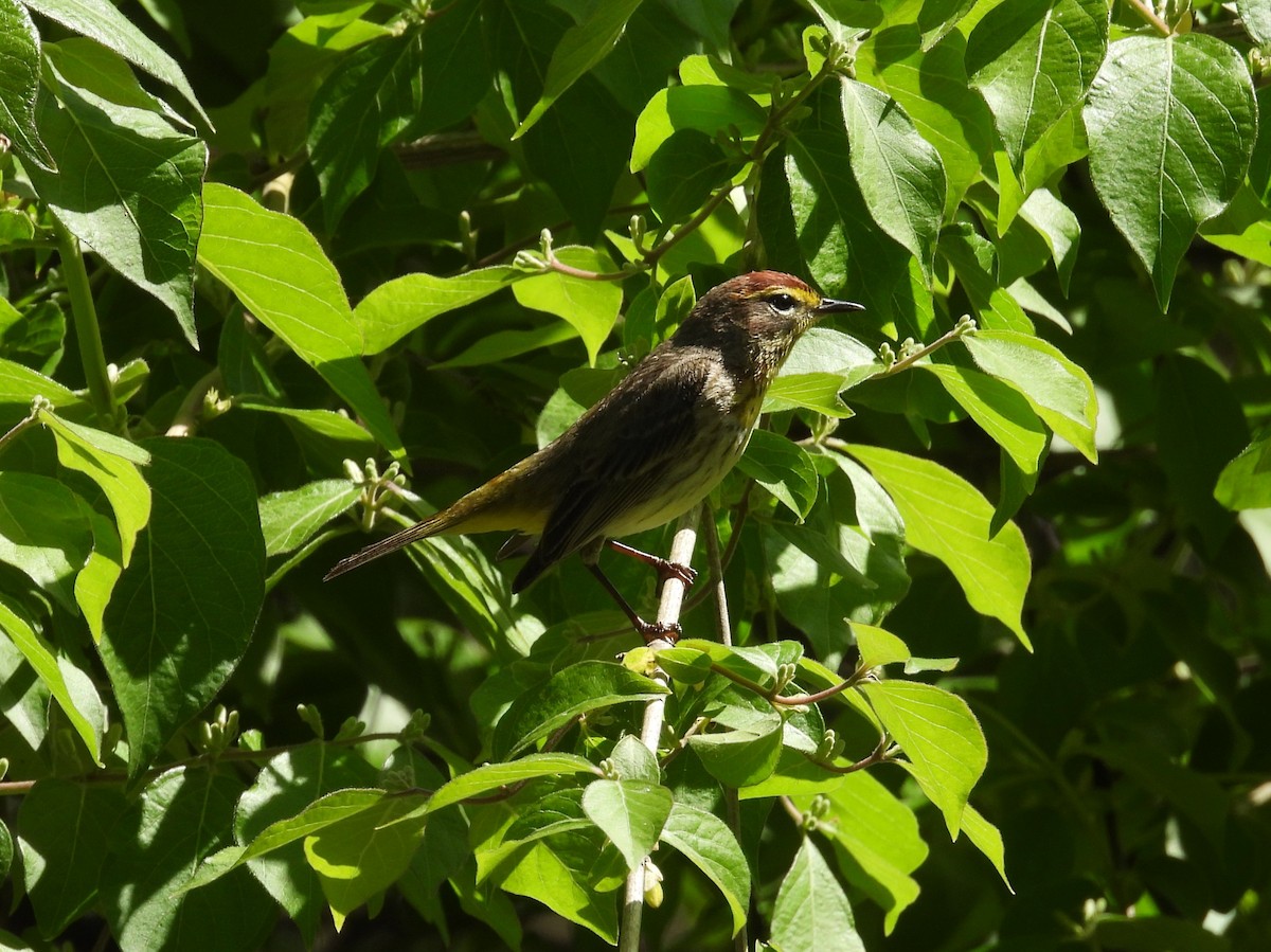 Palm Warbler - Kathy Springer