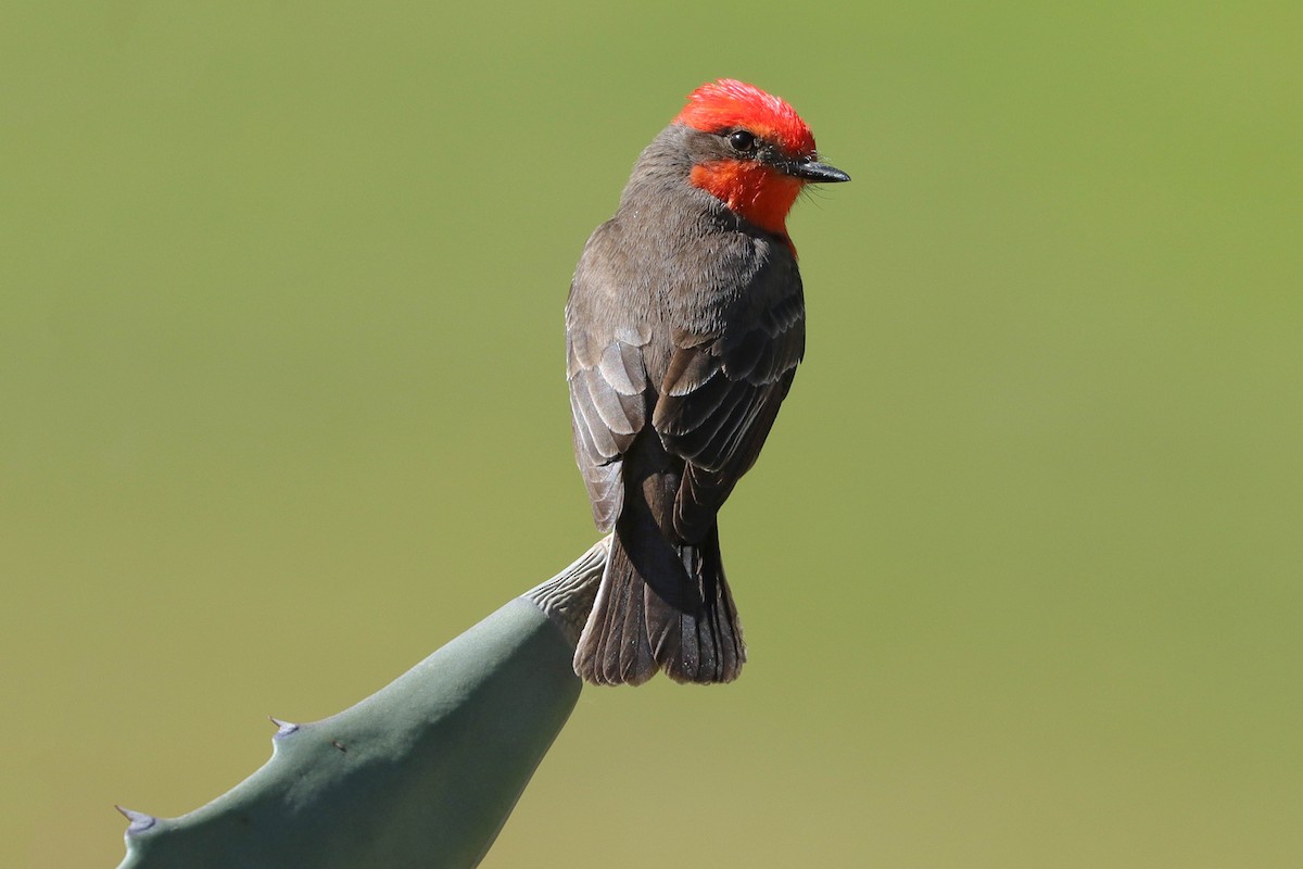 Vermilion Flycatcher - Cindy Krasniewicz