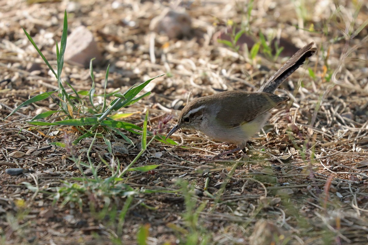 Bewick's Wren - Cindy Krasniewicz