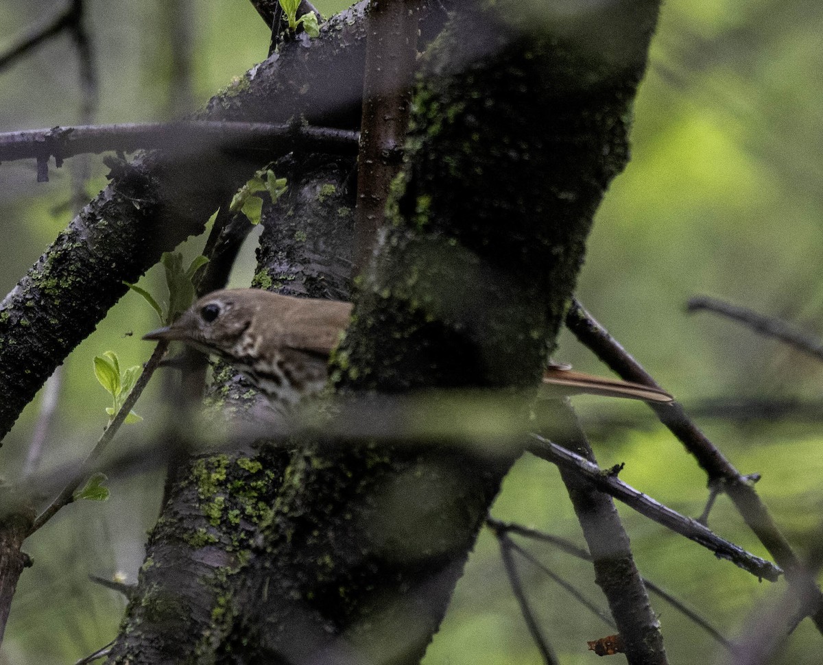 Hermit Thrush - Estela Quintero-Weldon