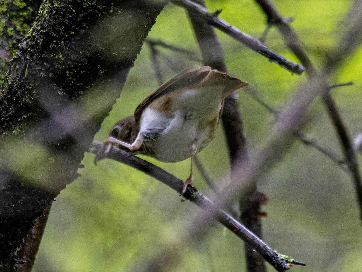 Hermit Thrush - Estela Quintero-Weldon