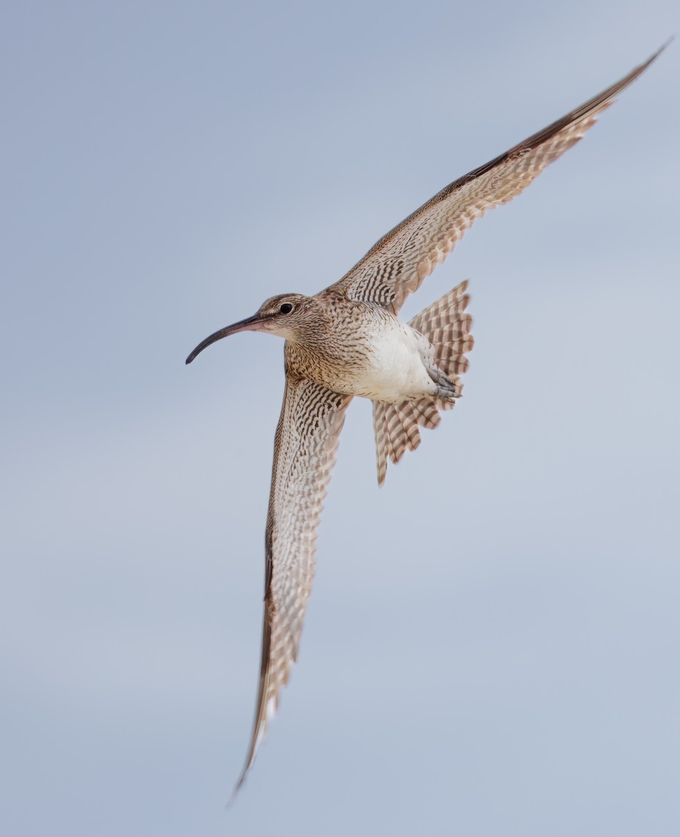 Eurasian Whimbrel - David Shoch